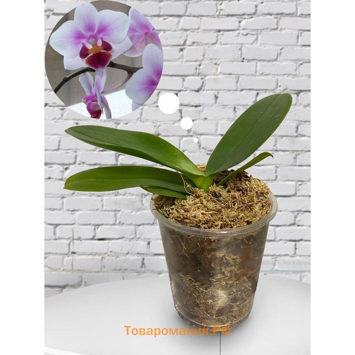Орхидея Фаленопсис SI3825,  без цветка (детка), горшок  2,5 дюйма