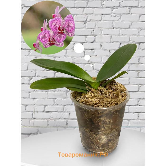 Орхидея Фаленопсис Lilien,  без цветка (детка), горшок  2,5 дюйма